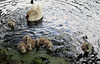 Swan and seven cygnets