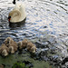 Swan and seven cygnets