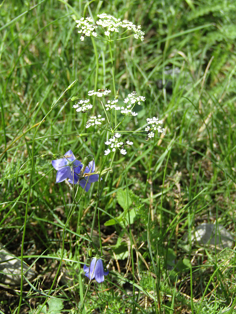 Blümchen