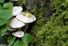 Pleurocybella porrigens, Canada L1010112