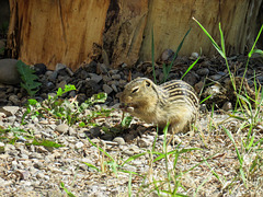 Thirteen-lined Groundsquirrel / Ictidomys tridecemlineatus