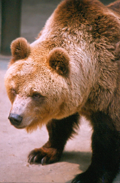 Brown bear -Swartberg zoo