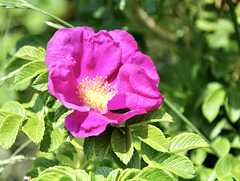 Heckenrose