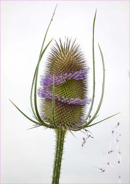 La cardère en fleur !