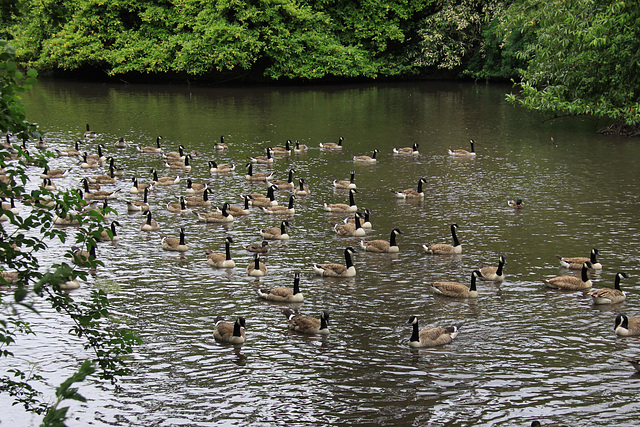 Roath Park Lake