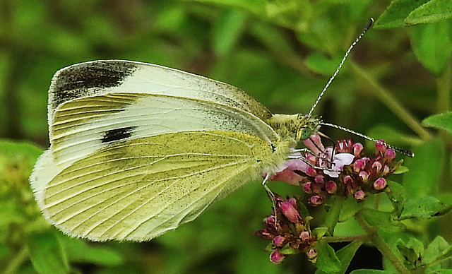 20210724 1923CPw [D~LIP] Dost (Origanum vulgare), Kleiner Kohlweißling (Pieris rapae), Bad Salzuflen