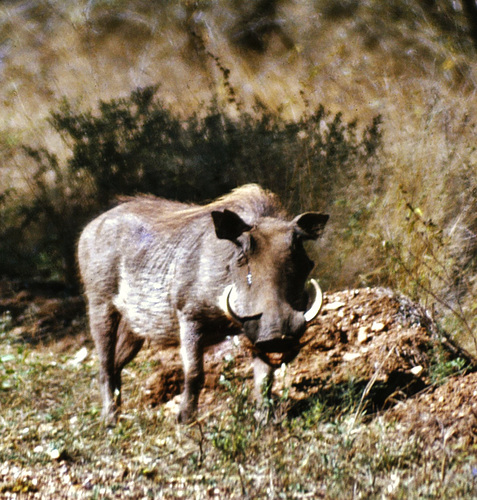 Javali Africano