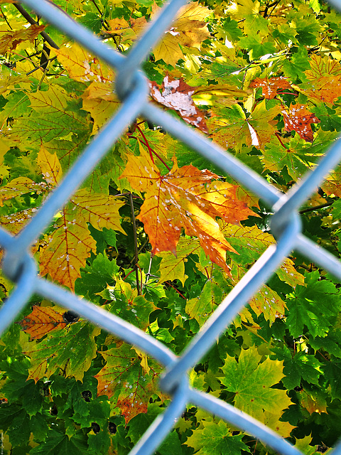 Happy Fence Friday!