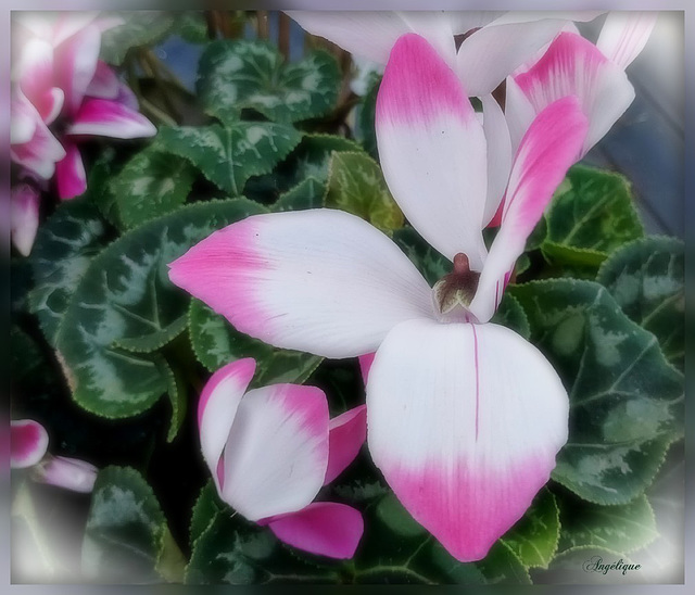 Cyclamen .Bonne fin de soirée et bon mercredi à tous❤️