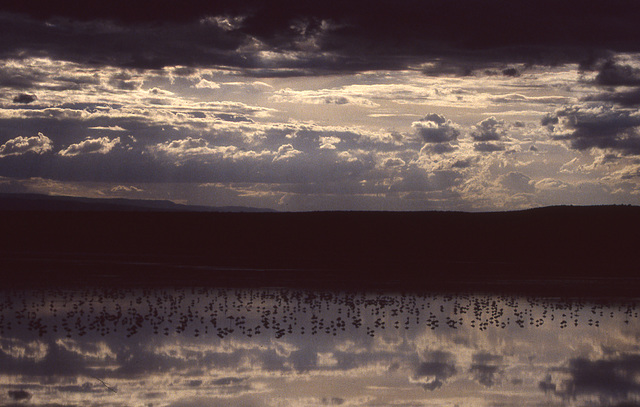 Flamingos on Lake Elmenteita