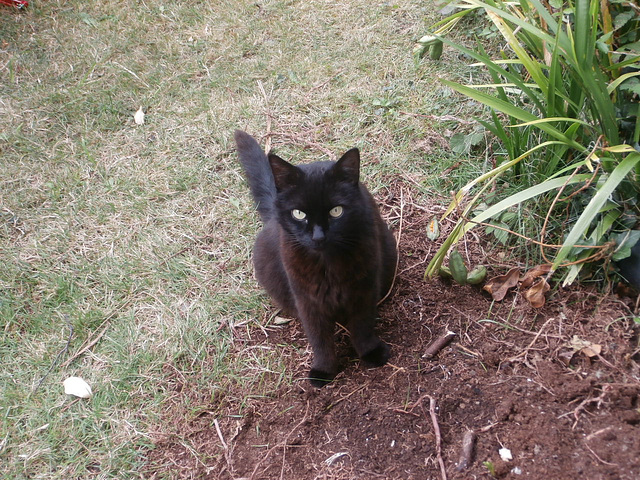 Boo really likes this detritus from the old pots