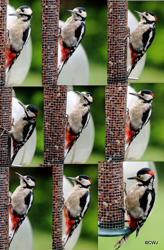 Have you not ever asked yourself "Why don't woodpeckers get brain damage?"