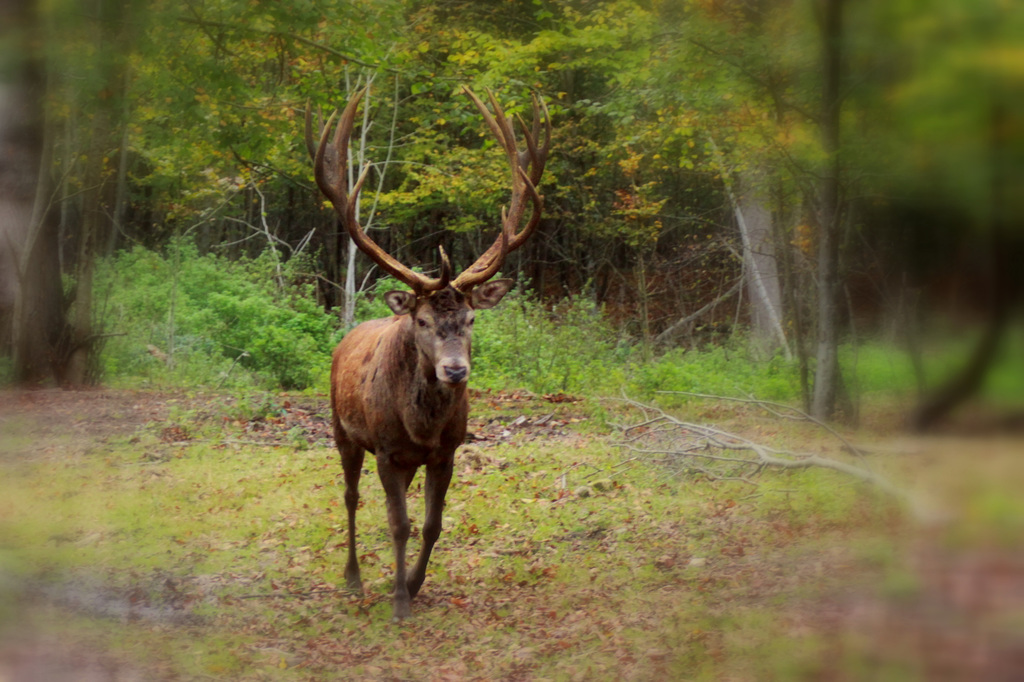 Cerf - Deer - Hirsch - Ciervo - Cervo