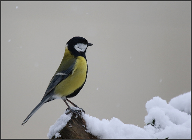 tout le monde scrutait la neige ce matin .....