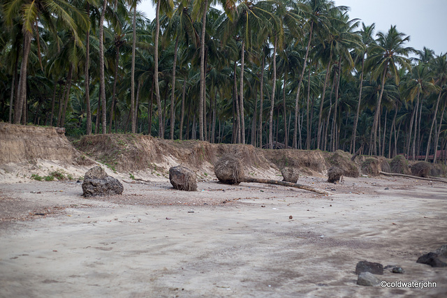 Beach erosion has caused the cocunut palms to be uprooted.