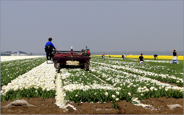 The End of the Tulip flower time... (2)