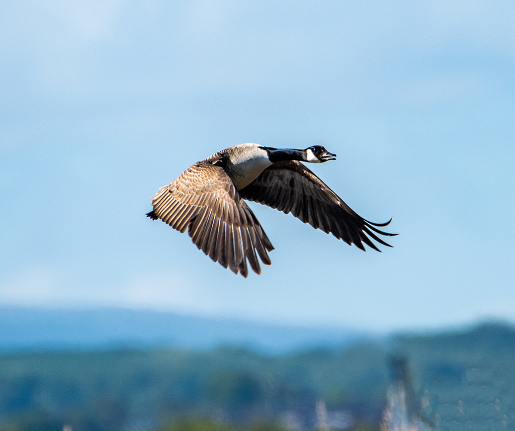 Canada goose