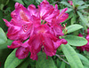 Rhododendron