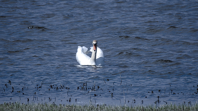 20190409 4673CPw [D~HVL] Höckerschwan (Cygnus olar), Gülper See, Südufer