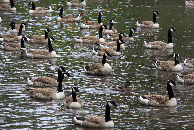 Roath Park Lake