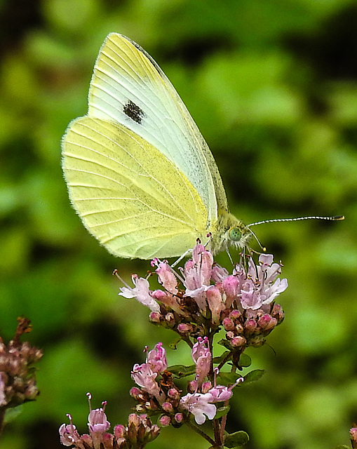 20210724 1926CPw [D~LIP] Dost (Origanum vulgare), Kleiner Kohlweißling (Pieris rapae), Bad Salzuflen