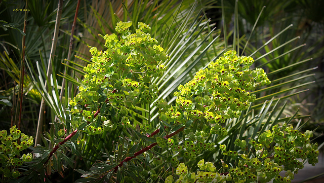 Euphorbia characias