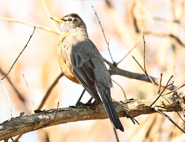 toronto American robin DSC 2019 edited edited