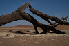 Deadvlei