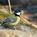 The great tit (Parus major)      (PIP)