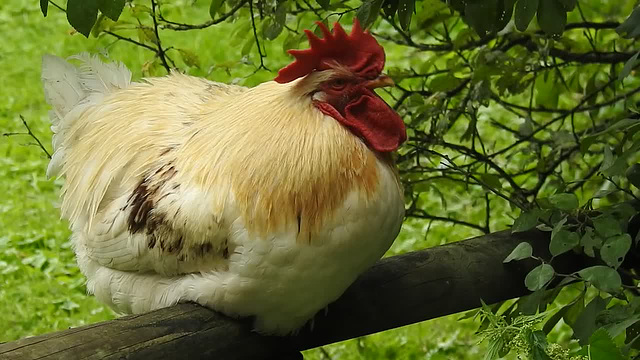 20230809 3684CP~V [D~PB] Haushuhn, Hahn, Nadermann Tierpark, Delbrück