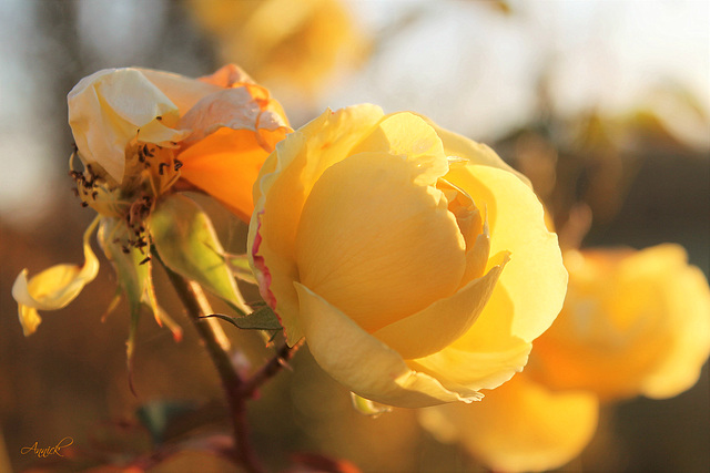 Rose de décembre