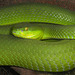 029 Grüner Baumphython (Morela viridis)