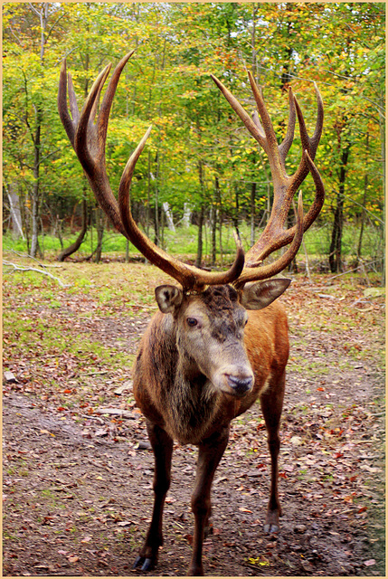 Cerf - Deer - Hirsch - Ciervo - Cervo