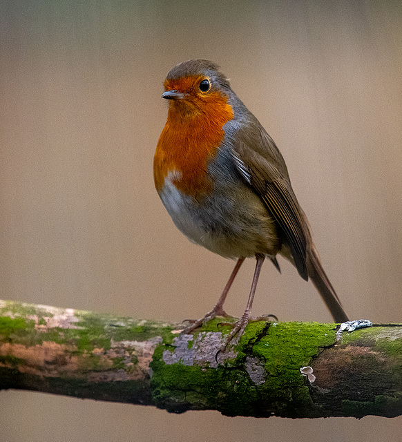 Robin