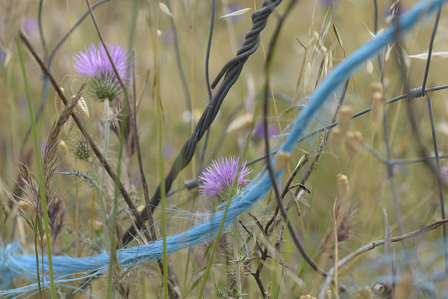 Blue rope, HFF