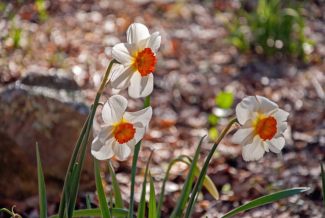 Daffodil Trio