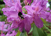 Rhododendron and polleny bee