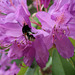 Rhododendron and polleny bee