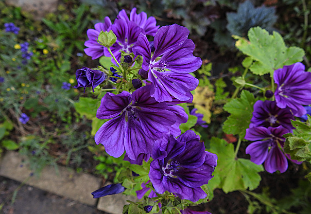 20200624 9184CPw [D~LIP] Wilde Malve (Malva sylvestris), Bad Salzuflen