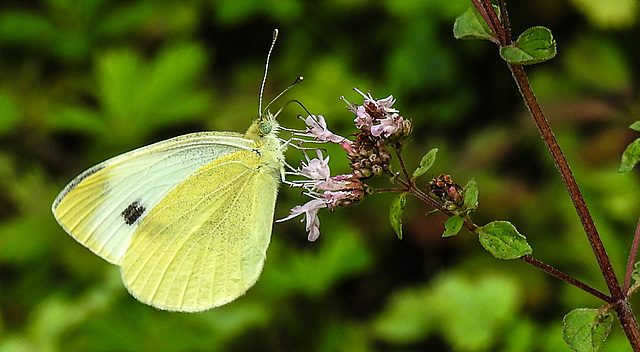 20210724 1927CPw [D~LIP] Dost (Origanum vulgare), Kleiner Kohlweißling (Pieris rapae), Bad Salzuflen