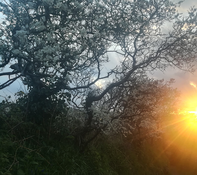 Blackthorn blossom and sunset.