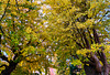 Ein goldgelber Blätterwald - A forest of golden yellow leaves