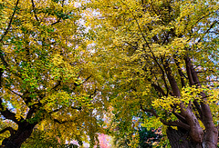 Ein goldgelber Blätterwald - A forest of golden yellow leaves