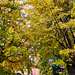 Ein goldgelber Blätterwald - A forest of golden yellow leaves