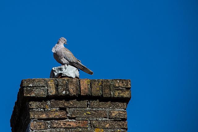 20140908 4894VRAw [NL] Taube, Terschelling