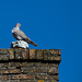 20140908 4894VRAw [NL] Taube, Terschelling