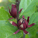 121 Calycanthus floridus- Blüten duften nach Erdbeeren