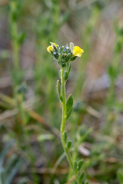 Linaria arenaria - 2016-04-25_D4_ DSC6688