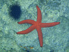 Sea Urchin and Starfish