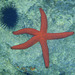 Sea Urchin and Starfish